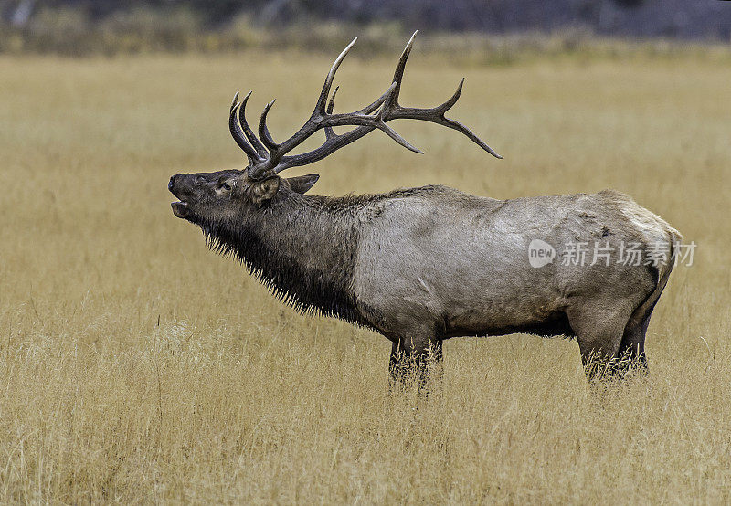 雄性落基山麋鹿(Cervus canadensis nelsoni)是在落基山和黄石国家公园发现的麋鹿的一个亚种。在有鹿角的秋天和发情期。